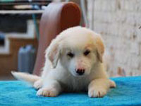 pastore abruzzese cucciolo